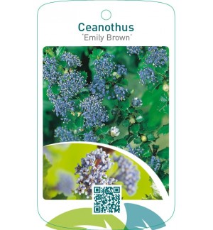 Ceanothus ‘Emily Brown’