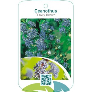 Ceanothus ‘Emily Brown’