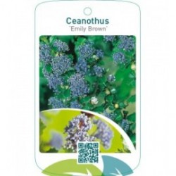 Ceanothus ‘Emily Brown’