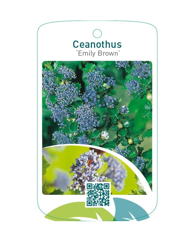 Ceanothus ‘Emily Brown’
