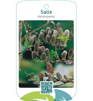 Salix xbrevipens