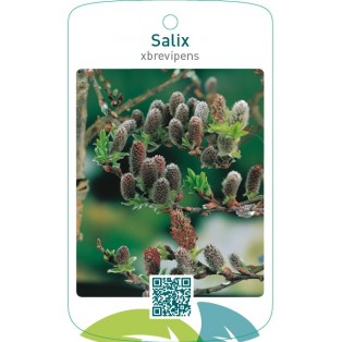 Salix xbrevipens