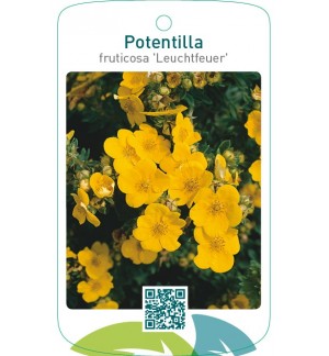 Potentilla fruticosa ‘Leuchtfeuer’