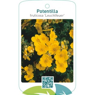 Potentilla fruticosa ‘Leuchtfeuer’