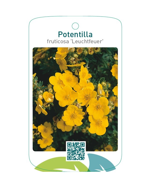 Potentilla fruticosa ‘Leuchtfeuer’