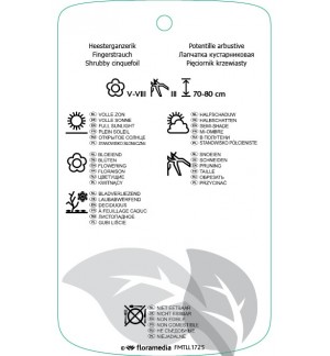 Etichette di Potentilla fruticosa ‘Leuchtfeuer’ *