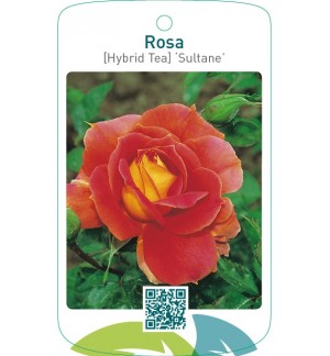 Rosa [Hybrid Tea] ‘Sultane’