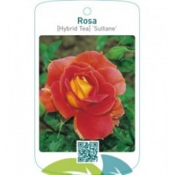 Rosa [Hybrid Tea] ‘Sultane’