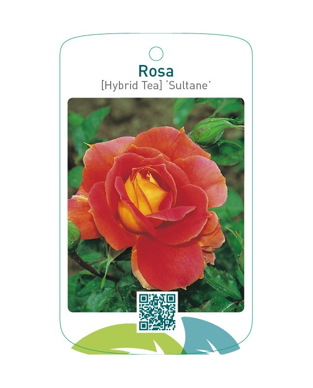 Rosa [Hybrid Tea] ‘Sultane’