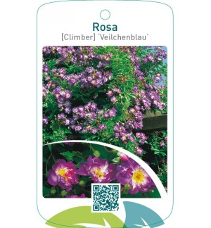 Rosa [Climber] ‘Veilchenblau’
