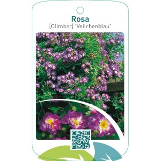 Rosa [Climber] ‘Veilchenblau’