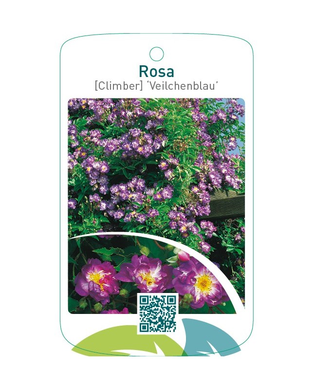 Rosa [Climber] ‘Veilchenblau’