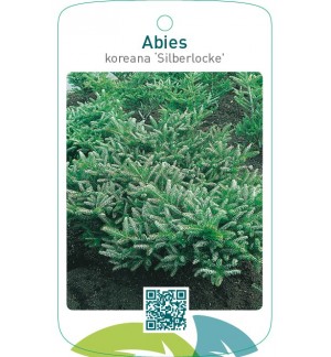 Abies koreana ‘Silberlocke’