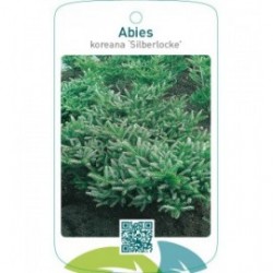 Abies koreana ‘Silberlocke’