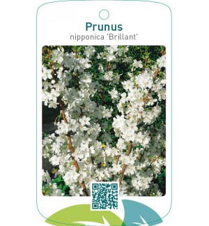 Prunus nipponica ‘Brillant’