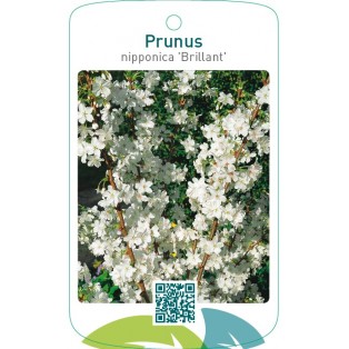 Prunus nipponica ‘Brillant’