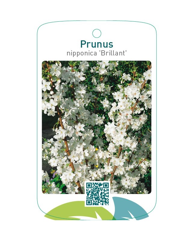 Prunus nipponica ‘Brillant’