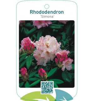 Rhododendron ‘Simona’
