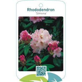 Rhododendron ‘Simona’