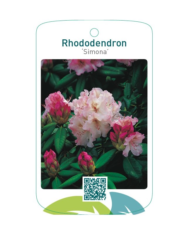 Rhododendron ‘Simona’