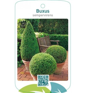 Buxus sempervirens  vormen
