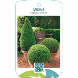 Buxus sempervirens  vormen