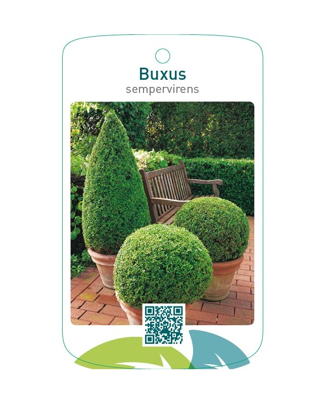 Buxus sempervirens  vormen