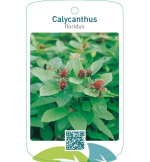 Calycanthus floridus