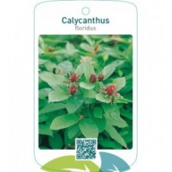 Calycanthus floridus