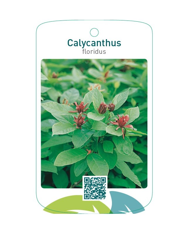 Calycanthus floridus