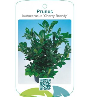 Prunus laurocerasus ‘Cherry Brandy’
