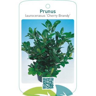 Prunus laurocerasus ‘Cherry Brandy’