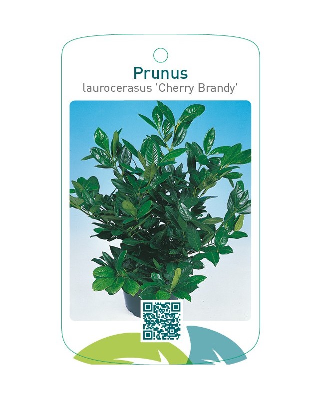Prunus laurocerasus ‘Cherry Brandy’