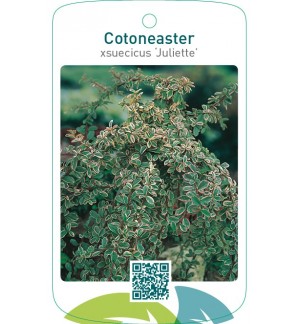 Cotoneaster xsuecicus ‘Juliette’