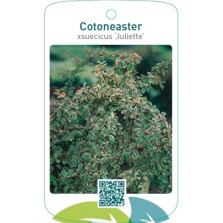 Cotoneaster xsuecicus ‘Juliette’