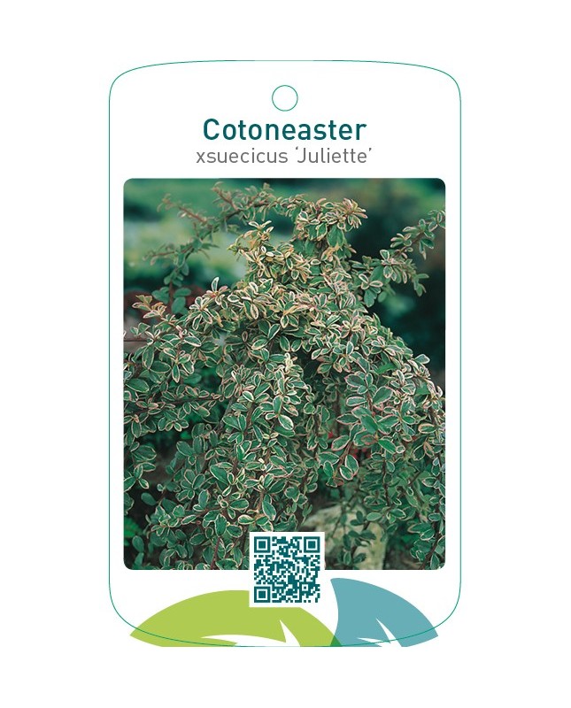 Cotoneaster xsuecicus ‘Juliette’