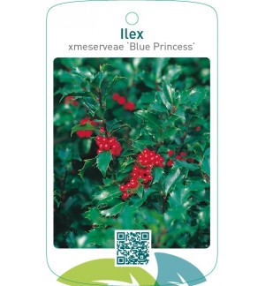 Ilex xmeserveae ‘Blue Princess’
