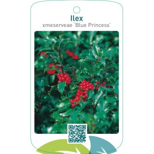 Ilex xmeserveae ‘Blue Princess’
