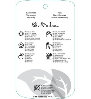 Etichette di Ilex xmeserveae ‘Blue Princess’ *