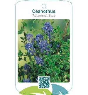 Ceanothus ‘Autumnal Blue’