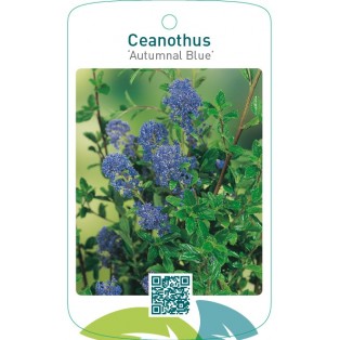 Ceanothus ‘Autumnal Blue’