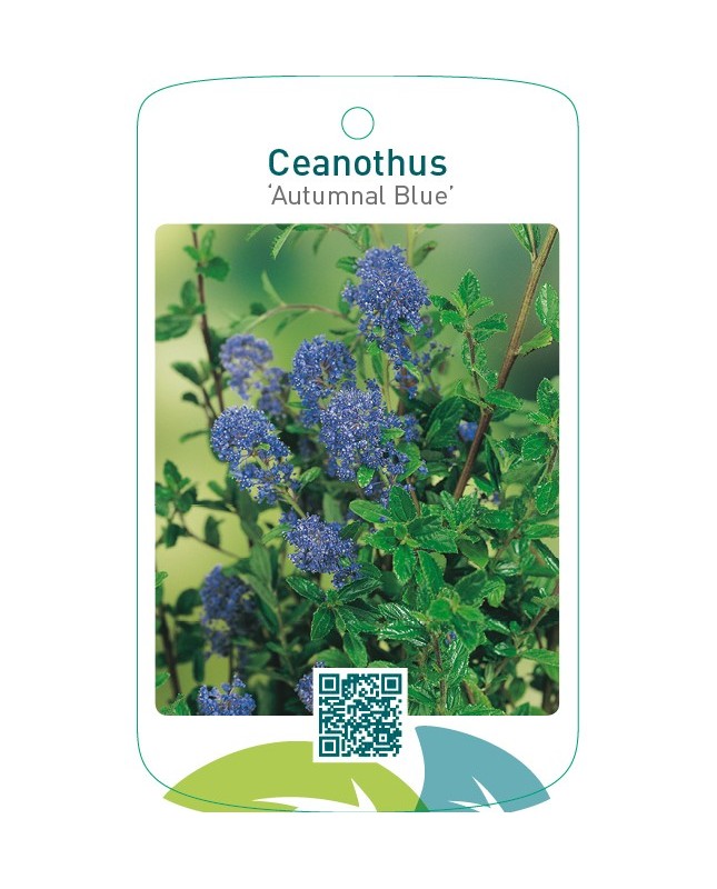 Ceanothus ‘Autumnal Blue’