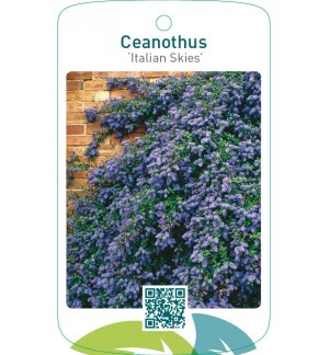 Ceanothus ‘Italian Skies’