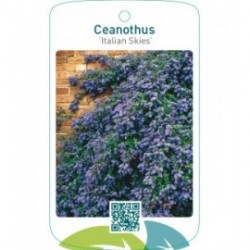 Ceanothus ‘Italian Skies’