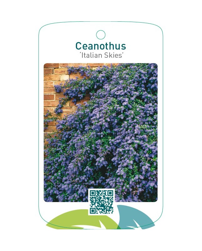 Ceanothus ‘Italian Skies’