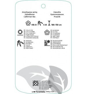 Etichette di Ceanothus ‘Italian Skies’ *