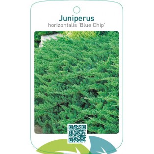 Juniperus horizontalis ‘Blue Chip’
