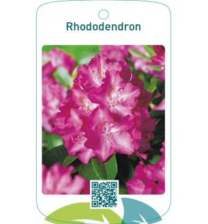 Rhododendron  donkerroze