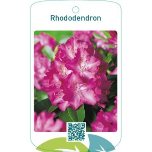 Rhododendron  donkerroze