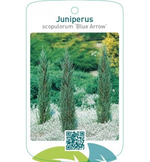 Juniperus scopulorum ‘Blue Arrow’